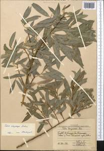 Salix pycnostachya Anderss., Middle Asia, Western Tian Shan & Karatau (M3) (Uzbekistan)