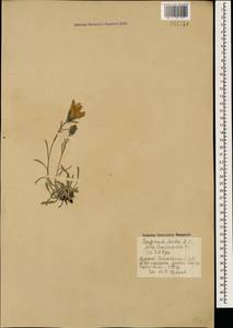 Campanula saxifraga subsp. aucheri (A.DC.) Ogan., Caucasus, Armenia (K5) (Armenia)