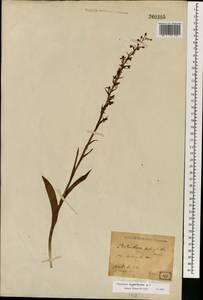Platanthera hyperborea (L.) Lindl., South Asia, South Asia (Asia outside ex-Soviet states and Mongolia) (ASIA) (Japan)