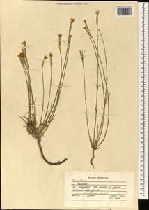 Dianthus, South Asia, South Asia (Asia outside ex-Soviet states and Mongolia) (ASIA) (Afghanistan)