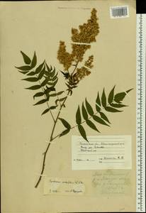 Sorbaria sorbifolia (L.) A. Braun, Eastern Europe, Moscow region (E4a) (Russia)