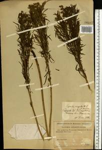 Euphorbia uralensis Fisch. ex Link, Eastern Europe, Lower Volga region (E9) (Russia)