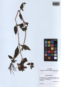 Bidens tripartita L., Siberia, Altai & Sayany Mountains (S2) (Russia)