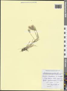 Hordeum marinum subsp. gussoneanum (Parl.) Thell., Caucasus, Black Sea Shore (from Novorossiysk to Adler) (K3) (Russia)