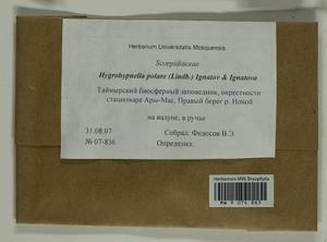 Hygrohypnella polaris (Lindb.) Ignatov & Ignatova, Bryophytes, Bryophytes - Krasnoyarsk Krai, Tyva & Khakassia (B17) (Russia)