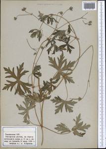 Geranium, Middle Asia, Pamir & Pamiro-Alai (M2) (Tajikistan)