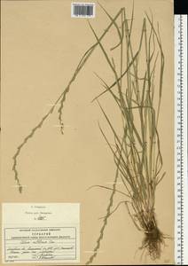 Lolium multiflorum Lam., Eastern Europe, Moscow region (E4a) (Russia)