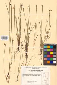 Sisyrinchium montanum Greene, Siberia, Russian Far East (S6) (Russia)