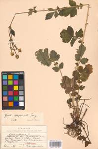 Geum aleppicum Jacq., Eastern Europe, Moscow region (E4a) (Russia)