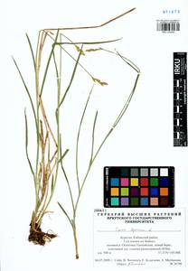 Carex leporina L., Siberia, Baikal & Transbaikal region (S4) (Russia)