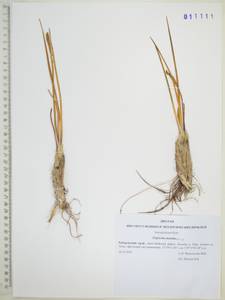 Triglochin maritima L., Siberia, Russian Far East (S6) (Russia)