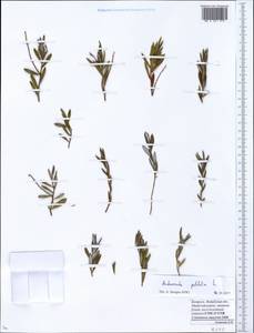 Andromeda polifolia L., Eastern Europe, Belarus (E3a) (Belarus)