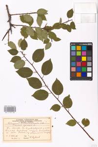 Prunus cerasifera Ehrh., Eastern Europe, Moscow region (E4a) (Russia)