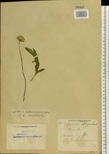 Cephalaria uralensis (Murray) Roem. & Schult., Eastern Europe, Eastern region (E10) (Russia)