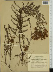 Hypericum perforatum subsp. veronense (Schrank) A. Fröhlich, Western Europe (EUR) (Italy)
