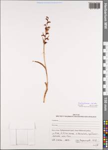 Dactylorhiza viridis (L.) R.M.Bateman, Pridgeon & M.W.Chase, Siberia, Russian Far East (S6) (Russia)