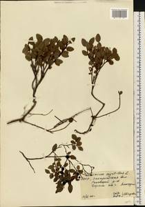 Vaccinium myrtillus L., Eastern Europe, West Ukrainian region (E13) (Ukraine)