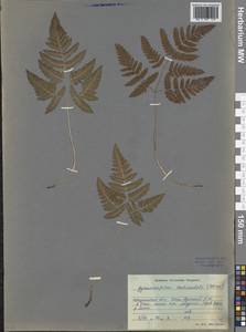 Gymnocarpium continentale (Petrov) Pojark., Siberia, Baikal & Transbaikal region (S4) (Russia)