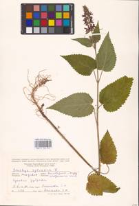 MHA 0 156 074, Stachys sylvatica L., Eastern Europe, Moldova (E13a) (Moldova)