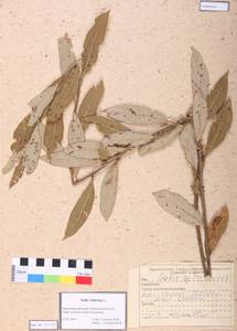 Salix cinerea L., Siberia, Altai & Sayany Mountains (S2) (Russia)