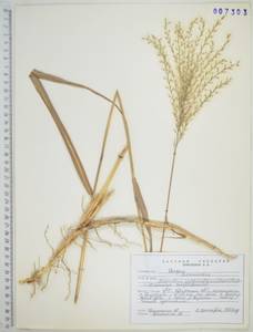 Miscanthus sacchariflorus (Maxim.) Benth. & Hook.f. ex Franch., Siberia, Russian Far East (S6) (Russia)