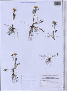 Cardamine nymanii Gand., Western Europe (EUR) (Svalbard and Jan Mayen)