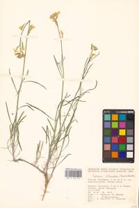 Erysimum siliculosum (M.Bieb.) DC., Eastern Europe, Lower Volga region (E9) (Russia)