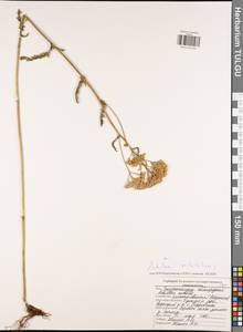 Achillea millefolium L., Eastern Europe, Central region (E4) (Russia)