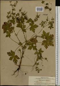 Geranium bohemicum L., Eastern Europe, Middle Volga region (E8) (Russia)