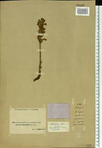 Phelipanche caesia (Rchb.) Soják, Middle Asia, Caspian Ustyurt & Northern Aralia (M8) (Kazakhstan)