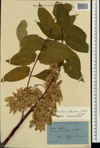 Ailanthus altissima (Miller) Swingle, Crimea (KRYM) (Russia)