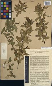 Salix australior, Middle Asia, Karakum (M6) (Turkmenistan)
