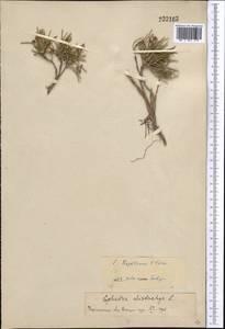 Ephedra regeliana Florin, Middle Asia, Western Tian Shan & Karatau (M3)
