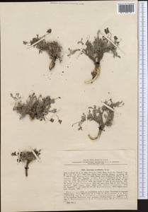 Oxytropis savellanica Boiss., Middle Asia, Pamir & Pamiro-Alai (M2) (Uzbekistan)
