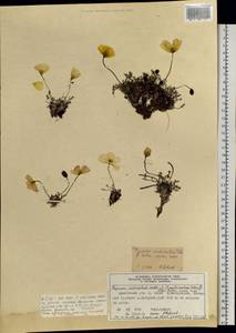 Oreomecon pulvinata subsp. pulvinata, Siberia, Central Siberia (S3) (Russia)