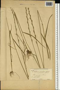 Lolium remotum Schrank, Eastern Europe, Moscow region (E4a) (Russia)