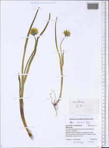 Allium semenovii Regel, Middle Asia, Northern & Central Tian Shan (M4) (Kyrgyzstan)