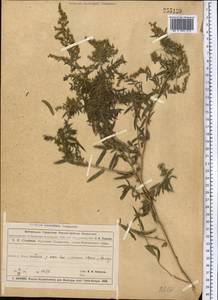 Artemisia dracunculus L., Middle Asia, Muyunkumy, Balkhash & Betpak-Dala (M9) (Kazakhstan)