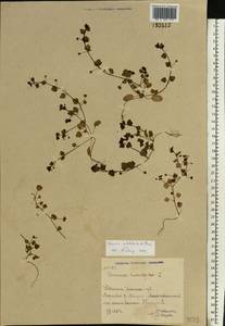 Veronica hederifolia L., Eastern Europe, North Ukrainian region (E11) (Ukraine)