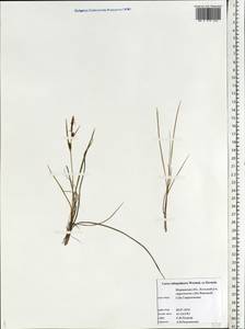 Carex subspathacea Wormsk. ex Hornem., Eastern Europe, Northern region (E1) (Russia)