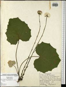 Tussilago farfara L., Eastern Europe, Central region (E4) (Russia)