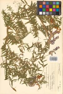 Vicia cracca L., Siberia, Russian Far East (S6) (Russia)