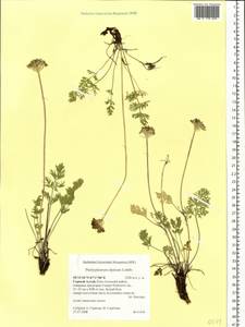 Pachypleurum mutellinoides (Crantz) Holub, Siberia, Altai & Sayany Mountains (S2) (Russia)