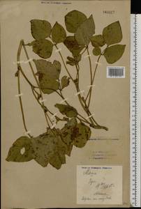 Phaseolus vulgaris L., Eastern Europe, Eastern region (E10) (Russia)