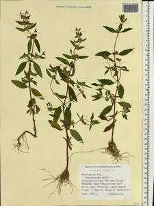 Galeopsis ladanum L., Eastern Europe, Northern region (E1) (Russia)