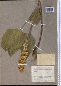 Salvia sclarea L., Middle Asia, Kopet Dag, Badkhyz, Small & Great Balkhan (M1) (Turkmenistan)