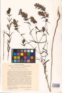 MHA 0 162 062, Rhinanthus serotinus var. vernalis (N.W.Zinger) Janch., Eastern Europe, Central forest region (E5) (Russia)