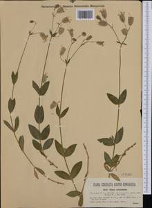 Silene vulgaris subsp. bosniaca (G. Beck) Janchen ex Greuter, Burdet & Long, Western Europe (EUR) (Austria)