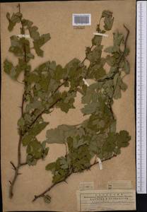 Crataegus pseudoheterophylla subsp. turkestanica (Pojark.) K. I. Chr., Middle Asia, Western Tian Shan & Karatau (M3) (Kazakhstan)