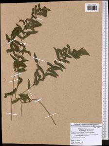 Thelypteris palustris (Salisb.) Schott, Eastern Europe, Central region (E4) (Russia)